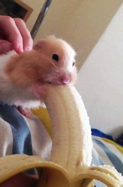 YHamster