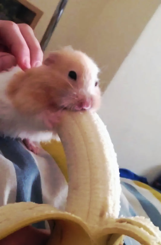 YHamster